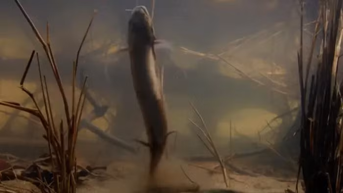  Loài cá này có hình dáng giống tổ hợp giữa giun đất, chạch và lươn, được đánh giá cao bởi khả năng hít thở không khí thông qua cấu trúc nguyên thủy trong lớp Cá vây thùy xa xưa.