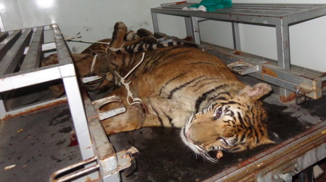 Hình ảnh gần đây về hổ hoang dã trong tự nhiên ở Việt Nam chỉ xuất hiện vào năm 1998, sau đó không còn dấu vết nào nữa.