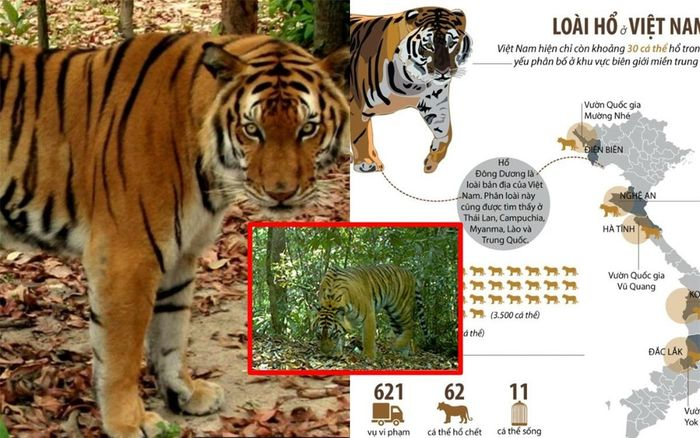 Các nỗ lực liên quan đến bảo tồn và nghiên cứu vẫn đang tiếp tục, với hi vọng chúng ta có thể đảm bảo sự tồn tại của loài hổ quý hiếm này để tiếp tục đóng góp vào sự đa dạng sinh học và hệ sinh thái của Việt Nam.