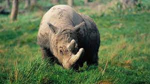 4. Tê Giác Java: Đã tuyệt chủng ở Việt Nam từ năm 2018, trên thế giới cũng đang đối mặt với nguy cơ tuyệt chủng do săn bắt và mất môi trường.