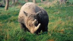 4. Tê Giác Java: Đã tuyệt chủng ở Việt Nam từ năm 2018, trên thế giới cũng đang đối mặt với nguy cơ tuyệt chủng do săn bắt và mất môi trường.
