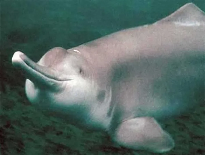 2. Cá Heo nước ngọt: Sống ở sông Dương Tử, Trung Quốc, nhưng số lượng giảm đáng kể do đánh bắt và ô nhiễm công nghiệp.