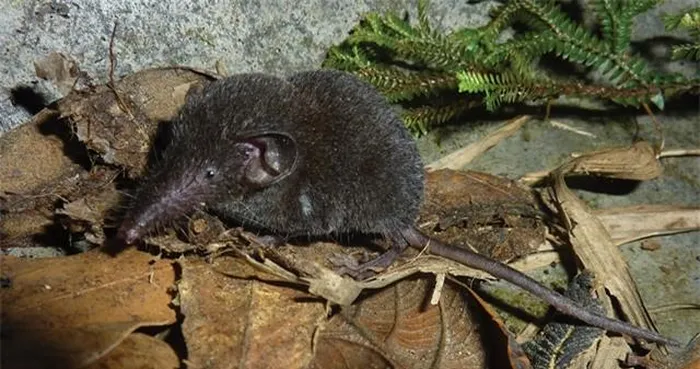 8. Chuột Chù Sao Tome: Loài vật nguy cấp, chỉ còn số lượng rất ít, sống trên đảo Sao Tome.