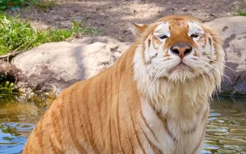 3. Hổ Khoang Vàng: Loài hổ biến đổi màu sắc, chỉ còn khoảng 30 con trong môi trường nuôi nhốt, đặc điểm chính của loài động vật quý hiếm này là lông vàng rực rỡ.