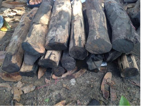 Mặc dù gỗ mun có giá trị cao, nhưng hiện nay việc khai thác gỗ mun từ tự nhiên đã bị cấm ở nhiều nơi, một số quốc gia đang nỗ lực trong việc trồng và bảo tồn loại cây này.