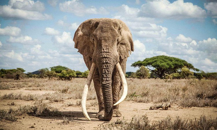 2. Voi: Là một trong những loài động vật thù dai nhất hành tinh, voi có trí nhớ mạnh mẽ và khả năng ghi nhớ lâu dài. Nếu con người làm tổn thương một con voi, nó có thể nhớ và thậm chí trả thù con người đó trong tương lai.