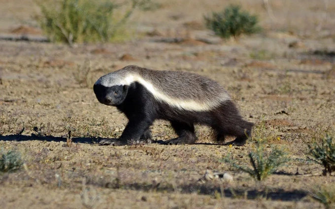 3. Lửng mật: Lửng mật, còn được gọi là "Brother Flathead", là một loài động vật dũng cảm, được ghi vào sách kỷ lục Guinness.