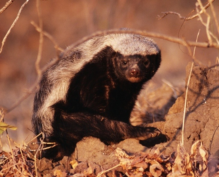 Chúng có thái độ sẵn sàng chiến đấu và không sợ kẻ thù. Chúng có thể đuổi theo và tấn công người hoặc động vật đối địch, thể hiện tính thù địch mạnh mẽ.