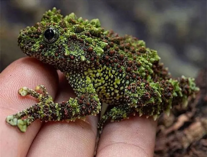 8. Ếch Cây Sần Bắc Bộ (Theloderma corticale): Làn da sần sùi, tạo hình ảnh đáng sợ, chúng thường sử dụng lớp ngụy trang hoàn hảo để che giấu khỏi kẻ thù.