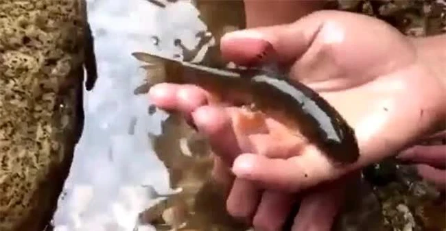 Việc bảo tồn và bảo vệ loài cá này trở thành một nhiệm vụ cấp bách. Hi vọng trong tương lai, người dân địa phương sẽ có ý thức hơn về việc bảo tồn và giữ gìn cá đắng Hoàng Liên Sơn, giúp chúng không rơi vào tình trạng nguy cấp.