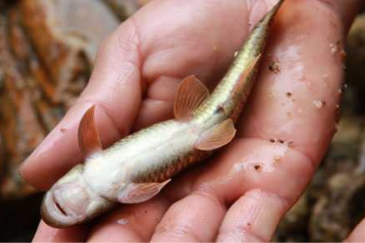 Sở dĩ cá đắng được coi là "nhân sâm nước" của dãy núi Hoàng Liên Sơn là bởi thịt của chúng có vị đắng, có tác dụng bổ khí huyết, tráng dương, thanh nhiệt và còn được xem như một loại thuốc đại bổ.