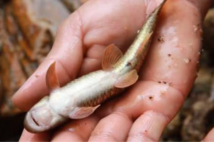 Sở dĩ cá đắng được coi là "nhân sâm nước" của dãy núi Hoàng Liên Sơn là bởi thịt của chúng có vị đắng, có tác dụng bổ khí huyết, tráng dương, thanh nhiệt và còn được xem như một loại thuốc đại bổ.