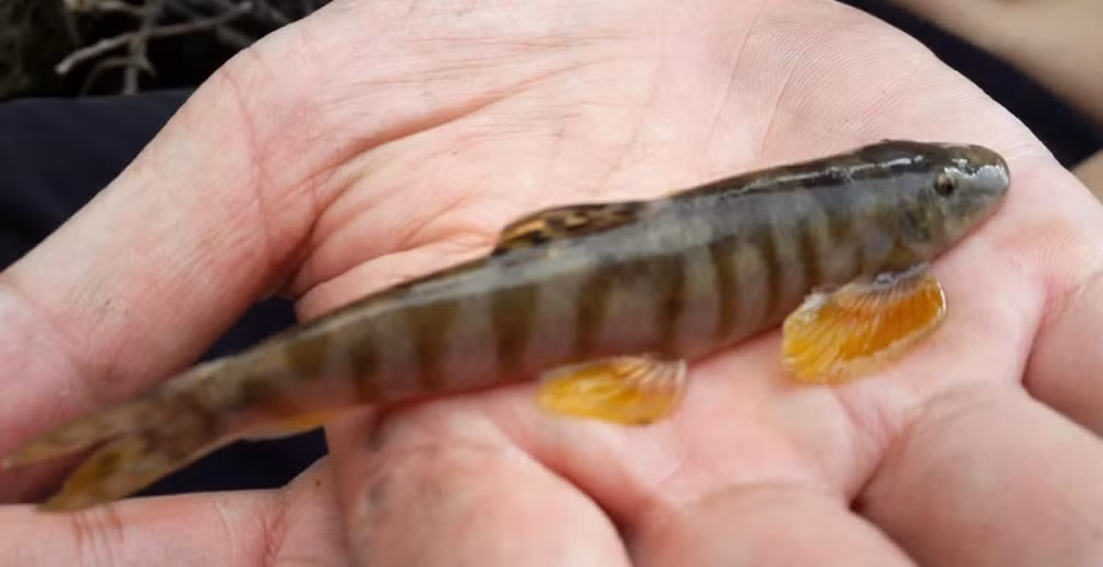 Với kích thước nhỏ, thân màu đen bóng, bụng trắng, vây xen lẫn sọc đỏ, cá đắng được người dân địa phương ví "như vàng" và "quý như nhân sâm".