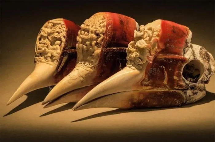 Sống ở vùng nhiệt đới của Châu Á và Châu Phi, loài chim quý này đang đối mặt với tình trạng đe dọa tuyệt chủng và được liệt vào Sách Đỏ IUCN và Sách Đỏ Việt Nam.