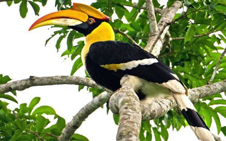 Đặc điểm quan trọng của loài này là chiếc mỏ sừng cong vàng, không chỉ làm đẹp mà còn được tin là công cụ thu hút bạn tình.