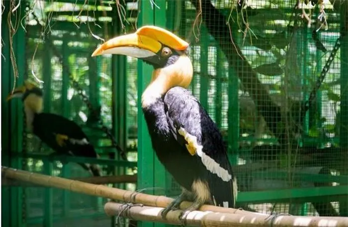 Chim Hồng Hoàng, hay "Phượng Hoàng Đất" là một loài chim quý, đặc biệt với chiếc mỏ sừng độc đáo, nặng hơn cả ngà voi.