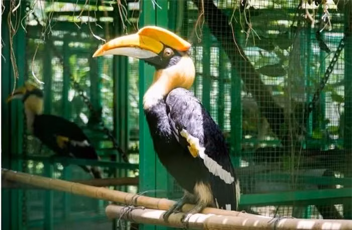 Chim Hồng Hoàng, hay "Phượng Hoàng Đất" là một loài chim quý, đặc biệt với chiếc mỏ sừng độc đáo, nặng hơn cả ngà voi.