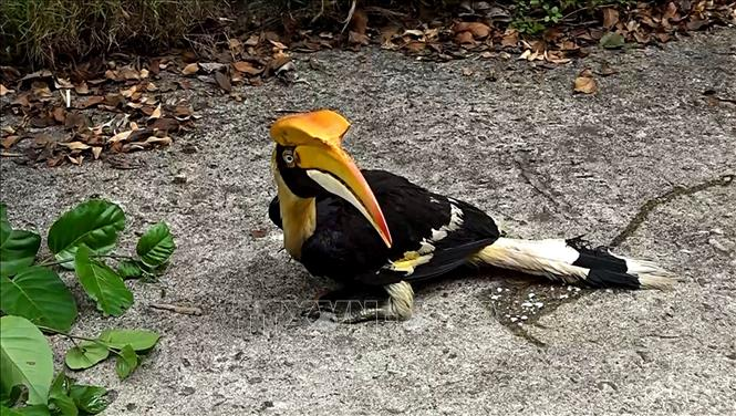 Loài chim chung thủy, Hồng Hoàng đã từng được tôn vinh là biểu tượng quyền lực.