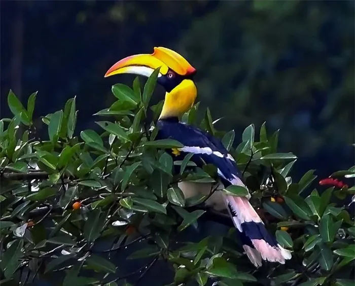 Nổi bật với mảng màu vàng tươi trên chiếc mỏ lớn, chim Hồng Hoàng trưởng thành có sải cánh lên đến 1,6m, tạo nên hình ảnh oai vệ.