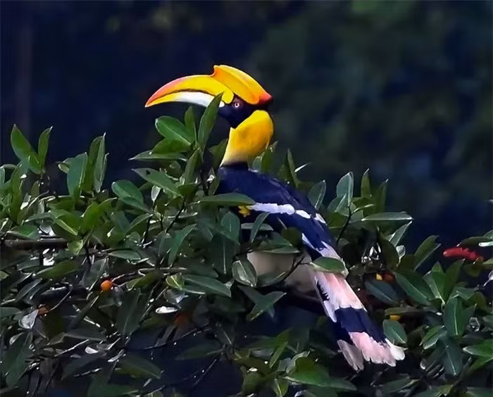 Nổi bật với mảng màu vàng tươi trên chiếc mỏ lớn, chim Hồng Hoàng trưởng thành có sải cánh lên đến 1,6m, tạo nên hình ảnh oai vệ.