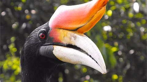 Mặc dù đã nằm trong Sách Đỏ, mỏ sừng của Hồng Hoàng vẫn trở thành mục tiêu của buôn lậu, với giá lên đến 150 triệu đồng/kg, đắt gấp 3 lần ngà voi.