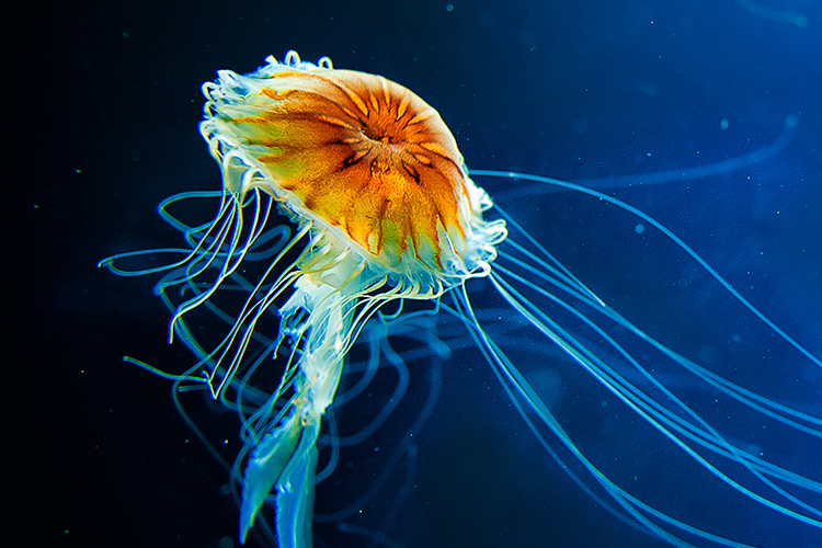 Sứa biển rất đa dạng và được tìm thấy ở nhiều đại dương trên thế giới. Tại các bờ biển của Việt Nam sứa cũng rất nhiều.