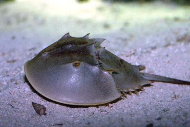 Là một trong số những động vật cổ xưa nhất Trái Đất vẫn tồn tại, cua móng ngựa nằm trong số những hóa thạch sống nổi tiếng nhất, vẫn giữ nguyên không thay đổi. Chúng đã tồn tại không thay đổi trong hơn 450 triệu năm và có thể có độc tố tetrodotoxin nguy hiểm.