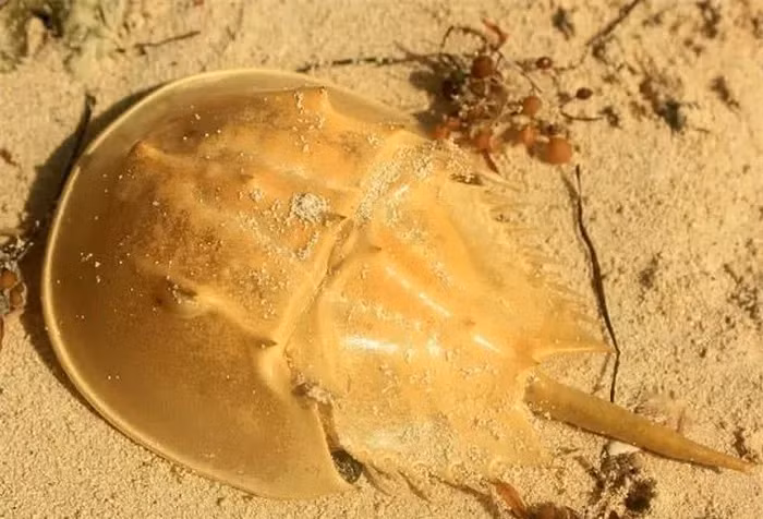 4. Cua Móng Ngựa (Sam Biển): Loài cua móng ngựa sống dưới nước ở các vùng biển nông cạn.