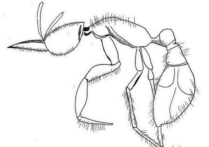 Kiến Martialis heureka cung cấp thông tin quý báu về quá trình tiến hóa của loài kiến.