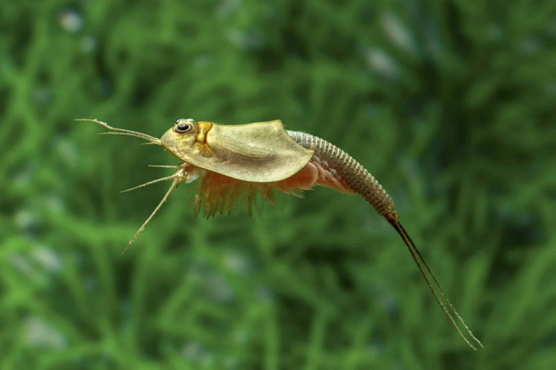 Dù sống trong môi trường nước ngọt, nhiều loài tôm nòng nọc lại có khả năng sinh sống trong sa mạc khô cằn nhờ vào một chiến lược sinh tồn đặc biệt. Trứng của loài động vật này có thể tồn tại trong môi trường khô hạn và nhiệt độ cao hơn 15 năm, chỉ cần mưa thì trứng này sẽ nở.