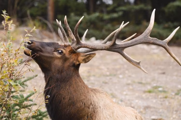 Đặc điểm nổi bật của chúng là đôi sừng rộng, nhất là ở con đực, có thể đạt đến trên 2 mét. Phân loài nổi bật như Nai sừng tấm Alaska (A. a. gigas) tại Alaska có kích thước lớn nhất. Con đực thường nặng từ 380 - 720 kg, trong khi con cái nhẹ hơn, khoảng 270 - 360 kg.