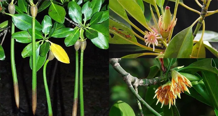 Cây vẹt đen, có tên khoa học là Bruguiera sexangula, là một loại cây độc đáo và kỳ lạ, thường được tìm thấy trong môi trường ngập mặn tại Việt Nam và nhiều khu vực ven biển trên thế giới.