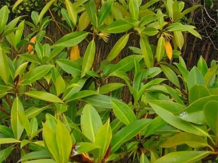 Loài cây độc đáo này là biểu tượng cho sự kỳ diệu của thiên nhiên và khả năng tạo ra sự đa dạng trong môi trường sống của nó, thu hút sự quan tâm của cả giới khoa học và người dân.