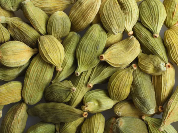 Bạch đậu khấu là một loại cây gia vị thuộc họ gừng, phổ biến ở Việt Nam và nhiều quốc gia châu Á, cũng được ưa chuộng tại Trung Đông và Ả Rập.