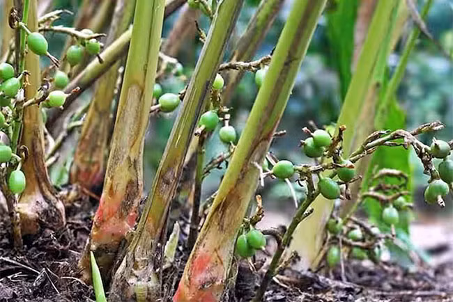 Quả bạch đậu khấu trông lạ mắt, hình cầu, nhăn nheo, và chứa từ 20-30 hạt nhỏ với mùi thơm và vị cay.