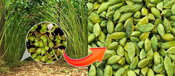 Hạt bạch đậu khấu được sử dụng làm nguyên liệu nấu ăn và làm món tráng miệng, được mệnh danh là "bà hoàng của gia vị".