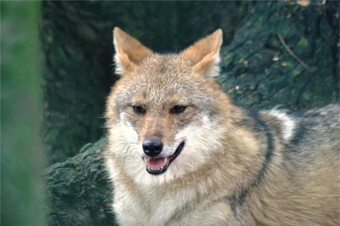 Qua quá trình bảo vệ nhằm giữ gìn nguồn gene tự nhiên quý và độc đáo của chó sói rừng tại Việt Nam, đồng thời bảo vệ sự đa dạng sinh học của quốc gia.