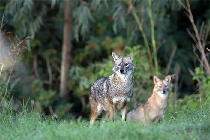 Một trong những đặc điểm độc đáo của chó sói rừng là hành động kỳ dị vào đêm trăng rằm hàng tháng. Chúng tụ tập cùng nhau và hú dài vang vọng trong khu rừng. Tính đến nay, giới khoa học vẫn chưa thể lý giải được nguyên nhân của hành vi này.