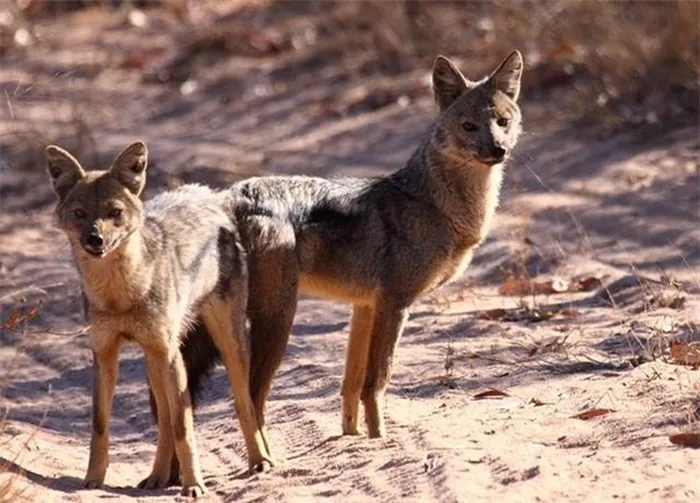 Số lượng chó sói rừng ngày càng giảm do sự săn bắt quá mức và thay đổi môi trường sống, vì vậy việc bảo tồn và bảo vệ loài này là rất quan trọng.