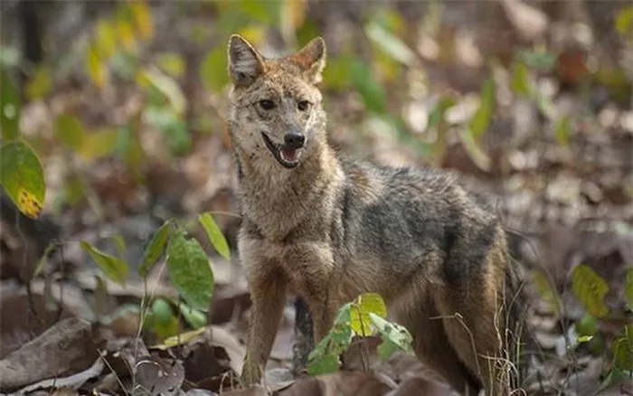 Sự hiện diện của chó sói rừng tại Việt Nam đã được nghiên cứu và chứng minh bởi các nhà khoa học, đặc biệt là công trình nghiên cứu của Maria Jose Brinton, một nghiên cứu sinh người Scotland.