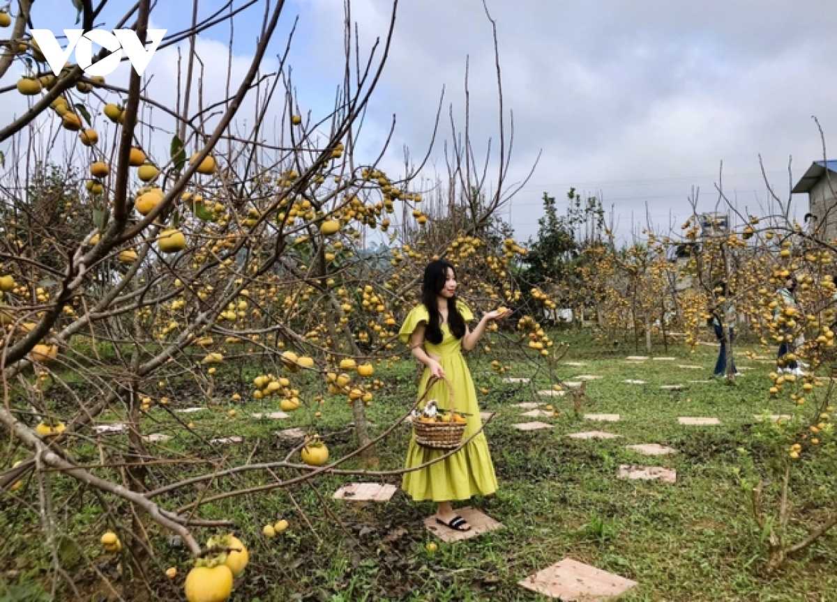 Cao nguyen Moc Chau dep dieu ky trong mua hong chin