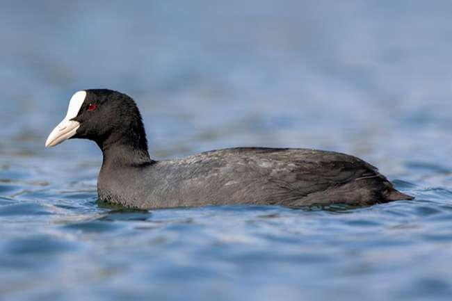 Loài chim này chủ yếu ăn động thực vật sống trong ao hồ, đặc biệt là ở các vùng đầm lầy với nhiều loại cá, ốc, tôm, và rễ cây.