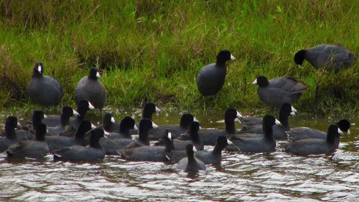 Món ăn từ Sâm Cầm được biết đến với giá thành đắt đỏ, dao động từ 800.000 đồng đến 1 triệu đồng/con.