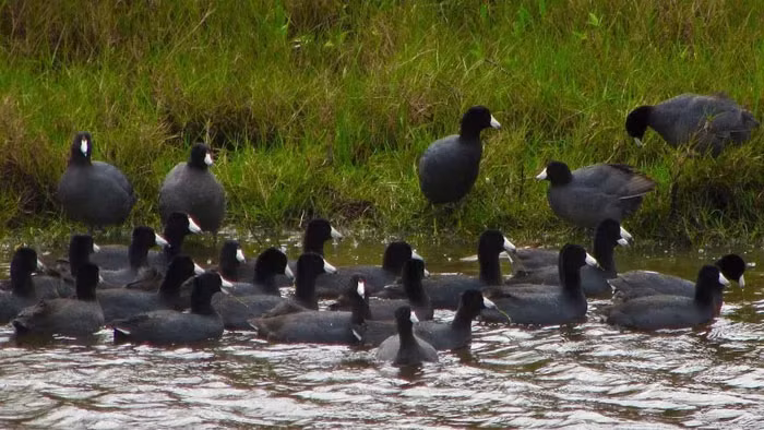 Món ăn từ Sâm Cầm được biết đến với giá thành đắt đỏ, dao động từ 800.000 đồng đến 1 triệu đồng/con.