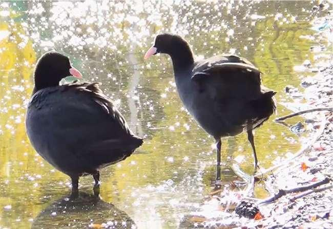 Kỹ thuật nuôi Sâm Cầm không quá phức tạp, đòi hỏi môi trường sống sạch sẽ và đảm bảo thức ăn.