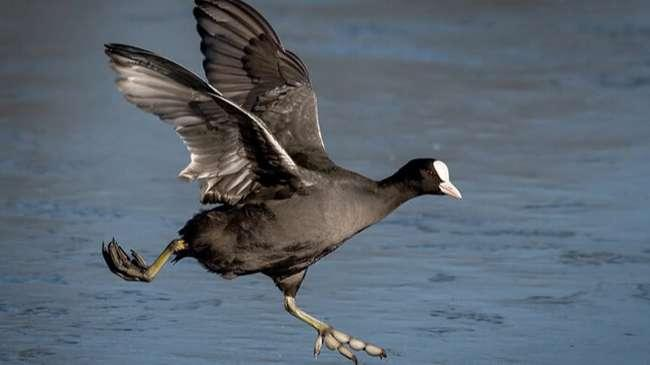 Sự phát triển đô thị và bùng nổ dân số đã làm mất mát môi trường sống tự nhiên của chim Sâm Cầm.