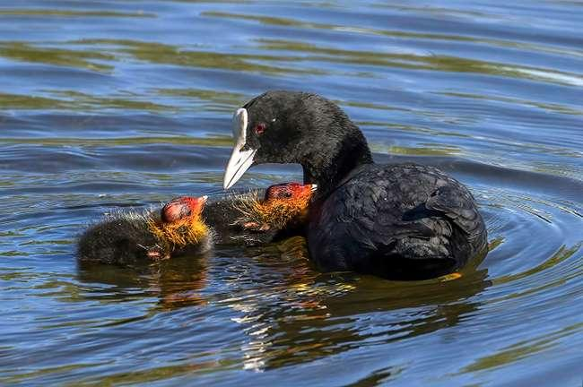 Sâm Cầm đã trở thành món ăn hút khách với giá bán cao. Có nhiều món ăn ngon từ Sâm Cầm, như sâm cầm hầm thuốc Bắc, sâm cầm hấp, nướng, hầm với nhân sâm, đều được đánh giá cao về hương vị và giá trị dinh dưỡng.