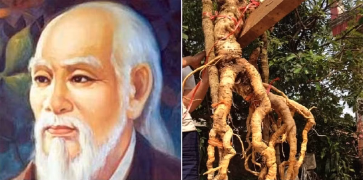 Rễ đinh lăng được cho là có tác dụng bồi bổ khí huyết, tăng cường sinh lực, thông huyết mạch. Đặc biệt, Hải Thượng Lãn Ông Lê Hữu Trác đã sử dụng rễ đinh lăng sao vàng để chăm sóc phụ nữ sau sinh, giúp chống đau dạ con và tăng tiết sữa.