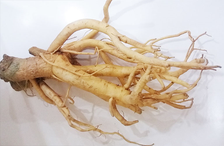 Rễ đinh lăng chứa nhiều thành phần như alcaloid, glucosid, saponin, flavonoid, tanin, vitamin B và các acid amin thiết yếu như lysin, methionin.