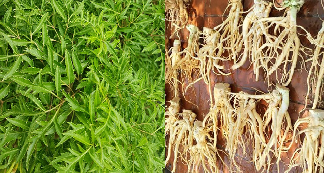 Lá của đinh lăng thường được sử dụng như một loại rau trong ẩm thực, trong khi rễ và lá được dùng để làm thuốc.